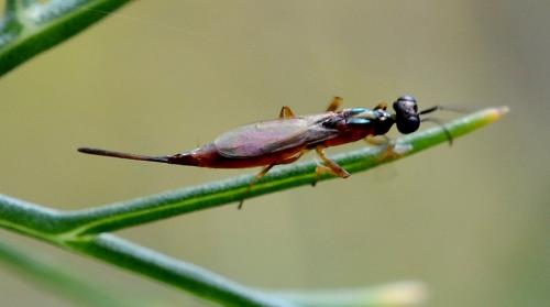 Eupelmus linearis